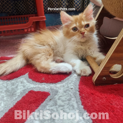 persian male cat kitten